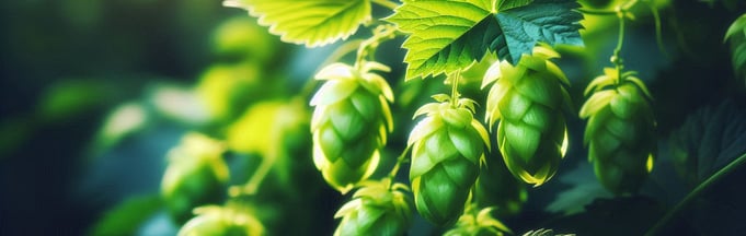 health benefits hops