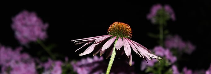 Benefits Echinacea