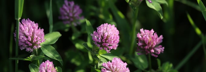 Benefits Red Clover