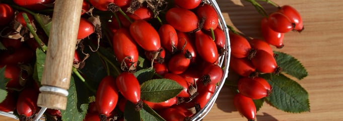 Benefits Rose Hips