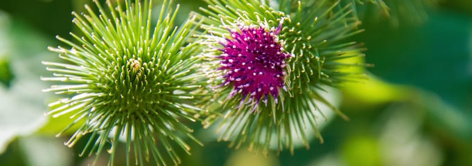 Burdock Root