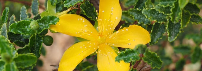 St. John’s Wort