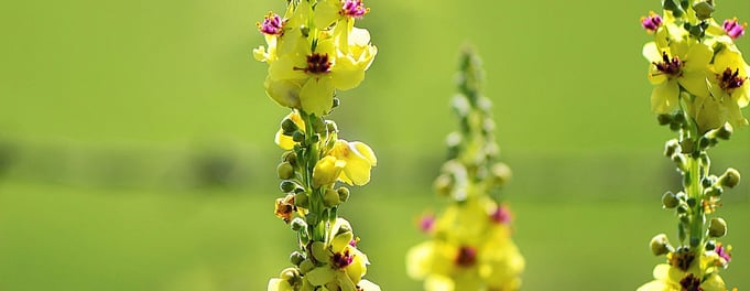 Great Mullein