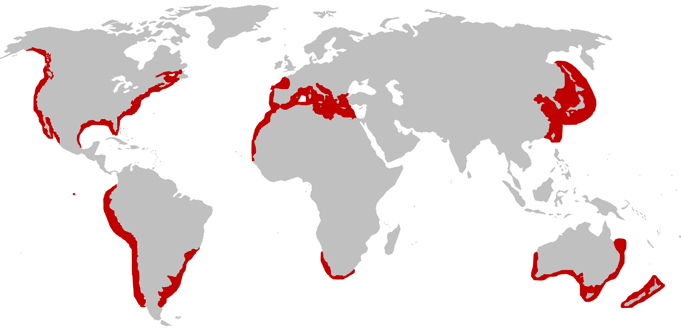 repartition-geographique-requin