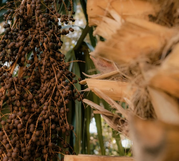 Frutos tropicais e folhas secas simbolizando fertilidade, abundância e conexão com o natural