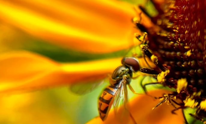 macro image of a bee on a sunflower