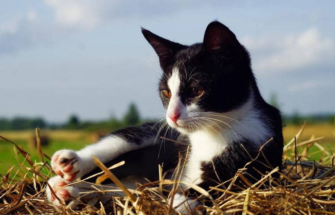 Gato Frajola O Felino Preto e Branco Mais Carismático