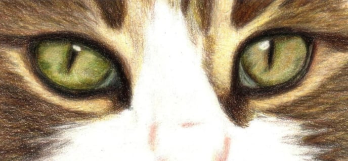 regard de chat