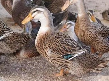 a group of ducks in a group of ducks