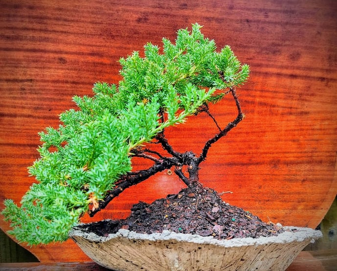 1 Juniper bonsai tree in front of wood grain