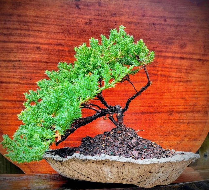1 Juniper bonsai tree in front of wood grain