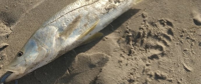 snook