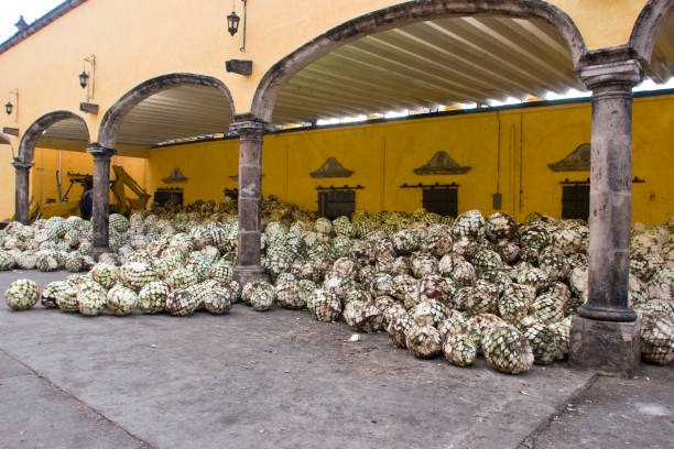 Guadalajara fabrica de tequila producto de agave