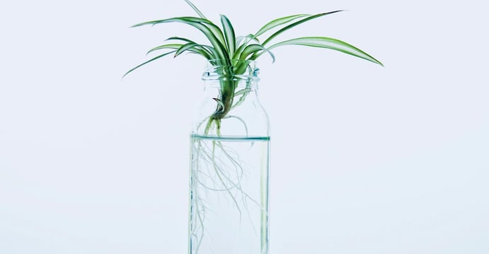 Spider Plant pup rooting in water