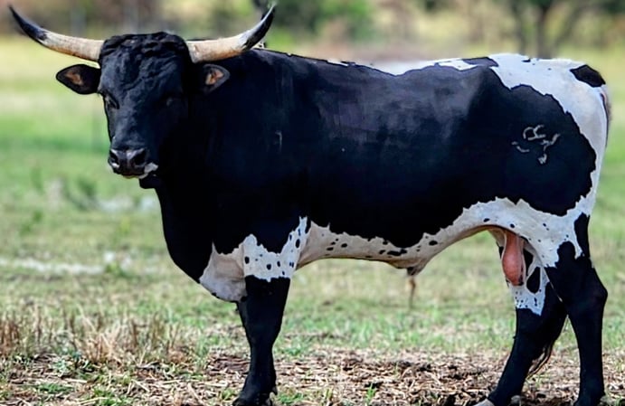 Miniature Texas Longhorn bull