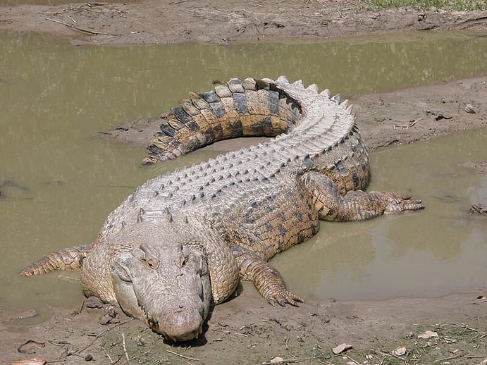 Crocodilo-marinho: o maior réptil do mundo