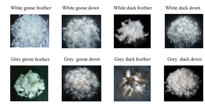 a bunch of different types of white feathers