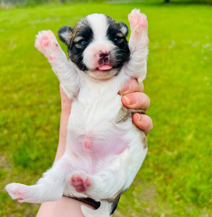 a puppy dog Morkie puppy puppy puppy puppy puppy puppy puppy