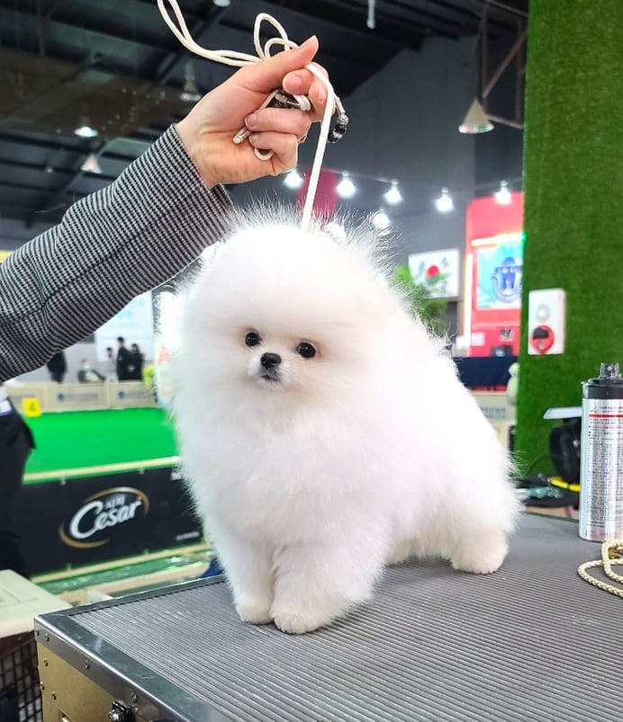 Cachorro Pomerania Blanco Federacion Canofila Mexicano