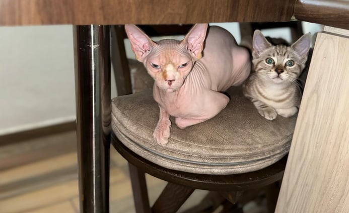 gato pelon