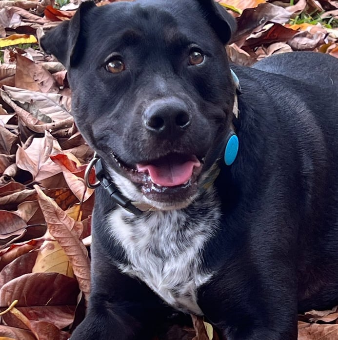 a dog sitting on the ground with a blue collared collared collared dog