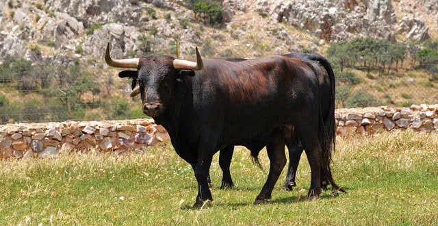 bull fighting