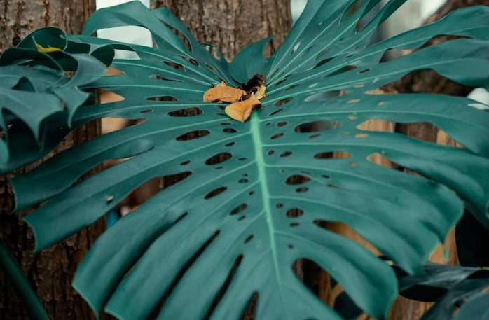 Mature fenestrated Monstera deliciosa leaf climbing a tree trunk in the wild