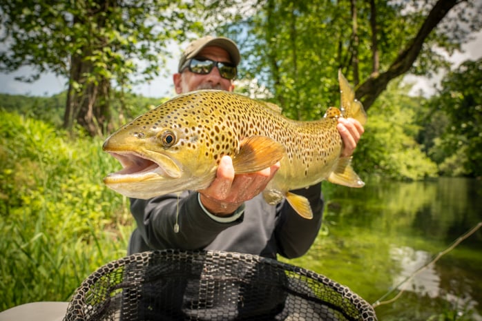 Huge South Holston River Brown Trout: May 2025