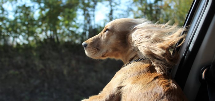 dog with head outside car window