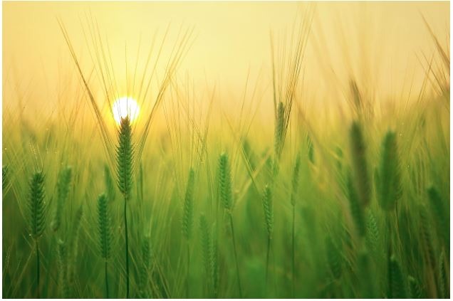 Wheat Benefits