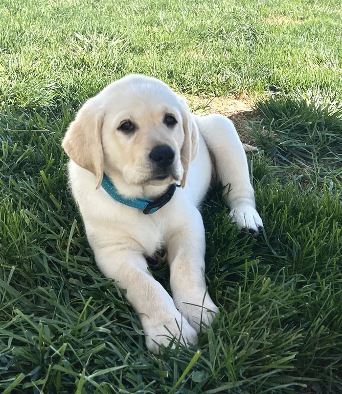 Cute English Labrador puppy laying in grass