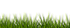 a green grass with a black background