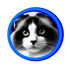 Le ragdoll traditionnel avec un v blanc sur la tête, se dit aussi bicolore.