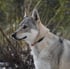 chien loup tchécoslovaque X ClipsOpoil