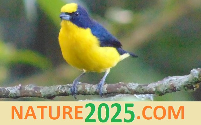 NATURE2025.COM logo