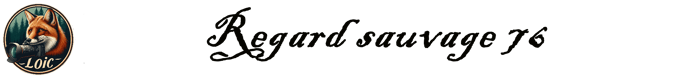 Regard sauvage logo