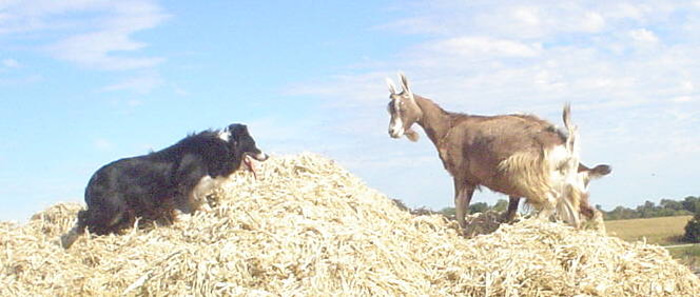 Jacksons Family Farm logo