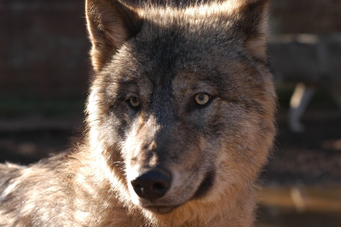 Loup nature Provence