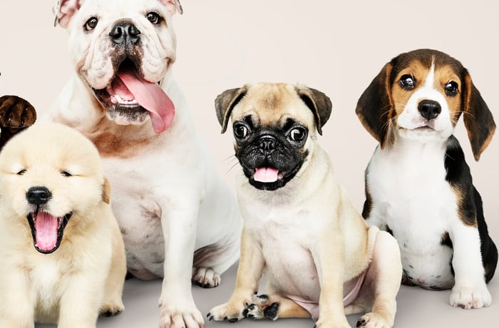 Choosing the right puppy breed in Hyderabad