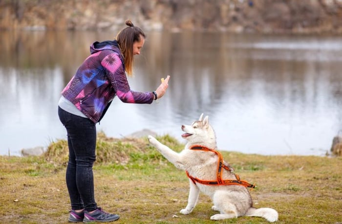 Basic puppy training tips