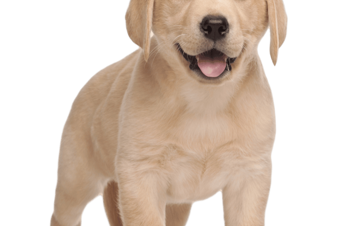 Puppy nutrition guide