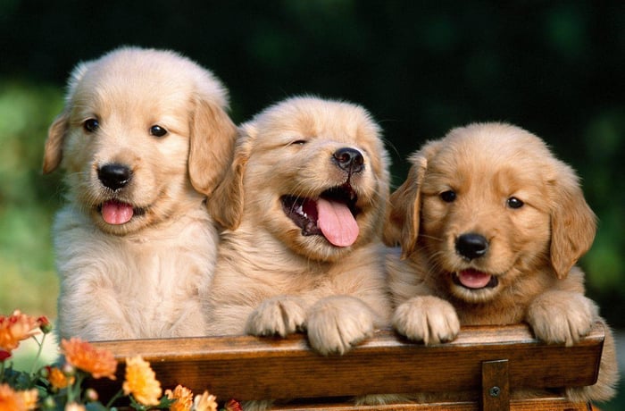 Caring for dogs in Hyderabad summer heat