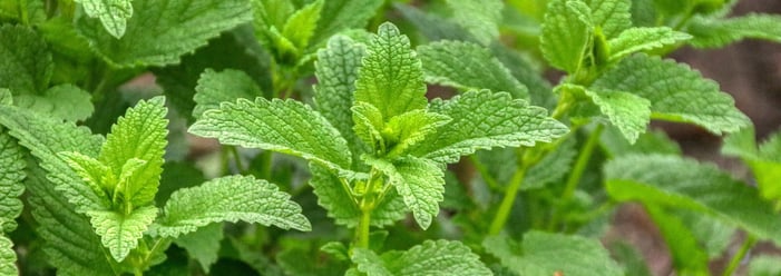Lemon balm