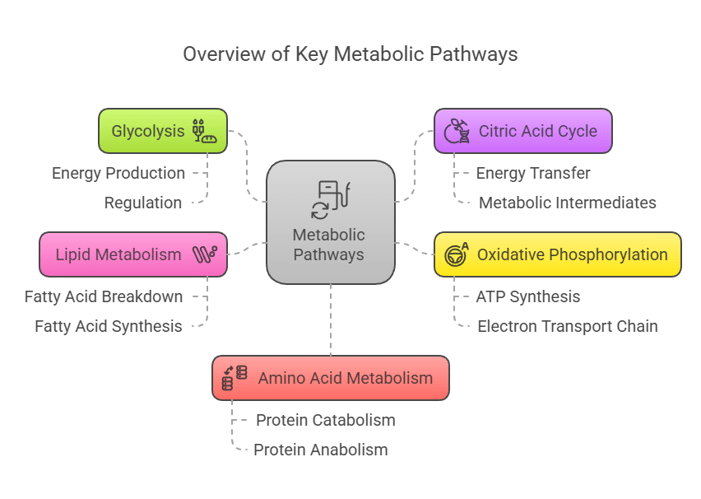 Overview of Key Metabolic Pathways