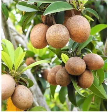 Fresh Sapote, Trái hồng xiêm UpBe Food VN 