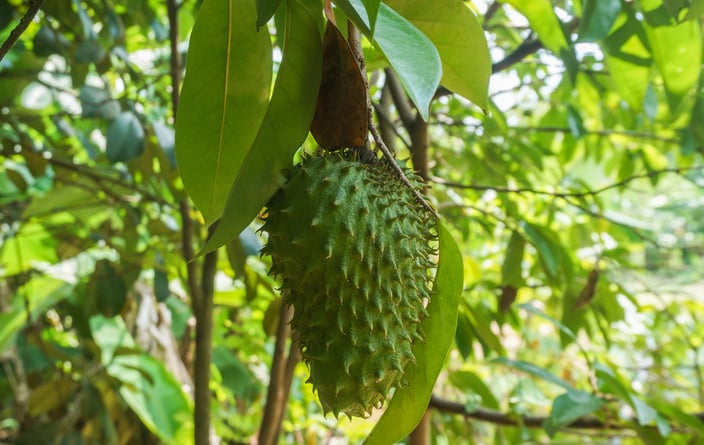 Fresh Soursop, ,Mãng cầu siêm UpBe Food VN 