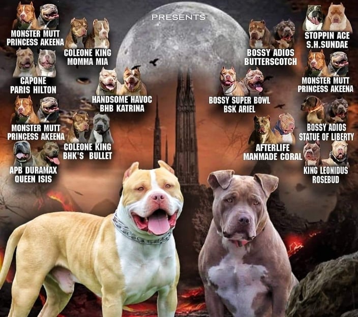 XL PITBULLS, XL AMERICAN BULLIES, TITANIUM KILO KENNELS