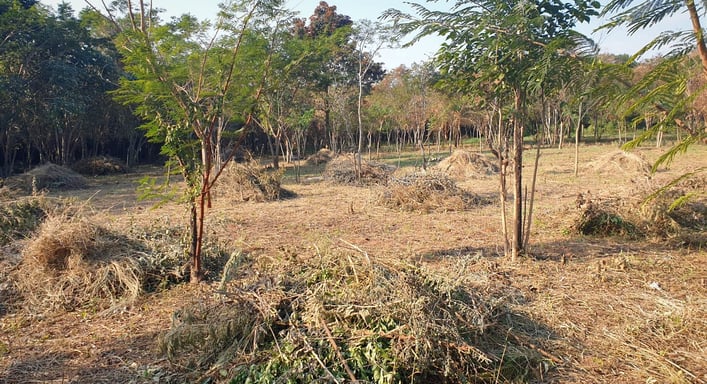 Immobilie zum kaufen in Colonia Independencia, Paraguay. Mit Wald und guter Erreichbarkeit.