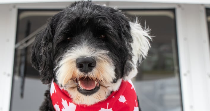como viajar com cachorro e gato para o Canadá