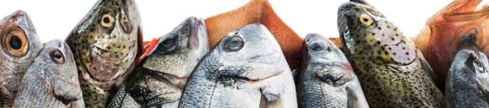 Produits de poisson pour chien